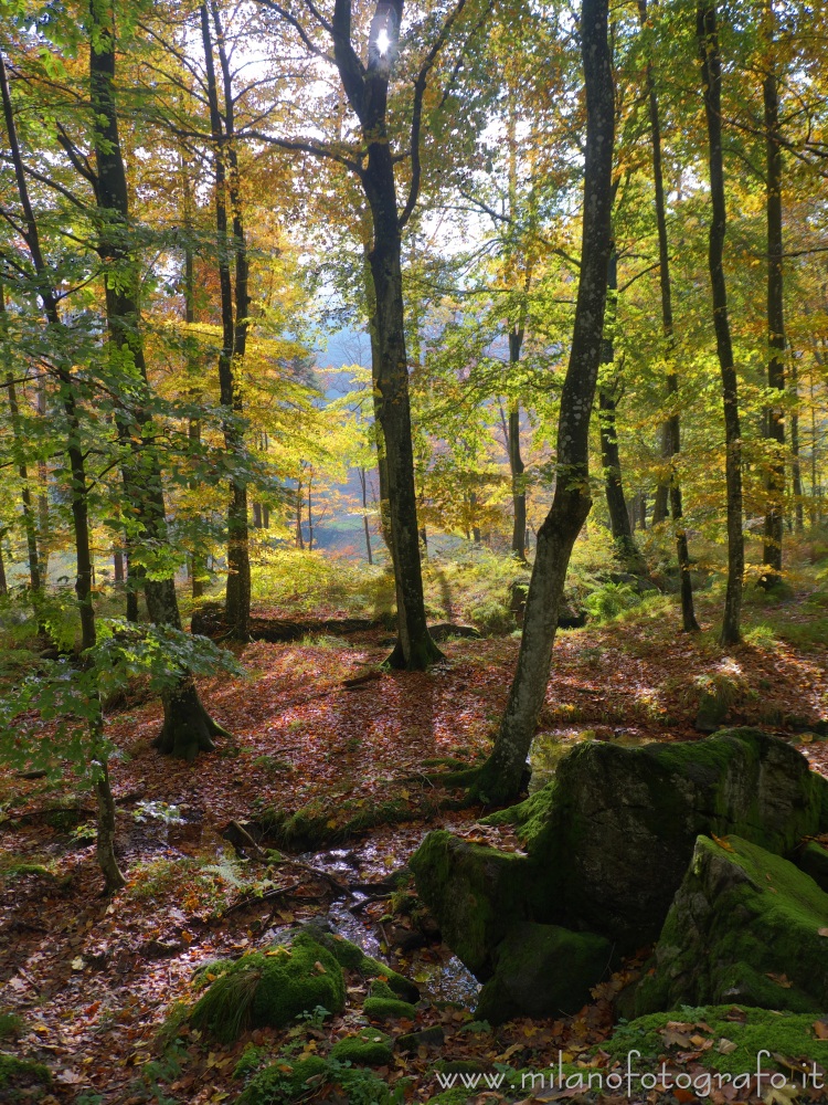 Biella (Italy) - Autumn forest in backlight near the Sanctuary of Oropa